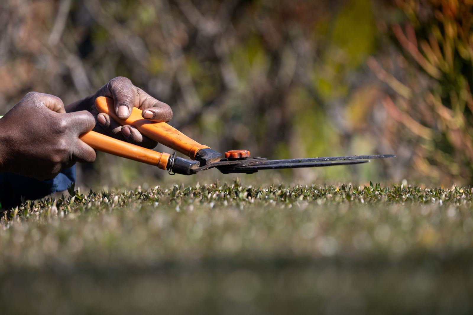 Close-up of hands trimming a hedge with garden shears